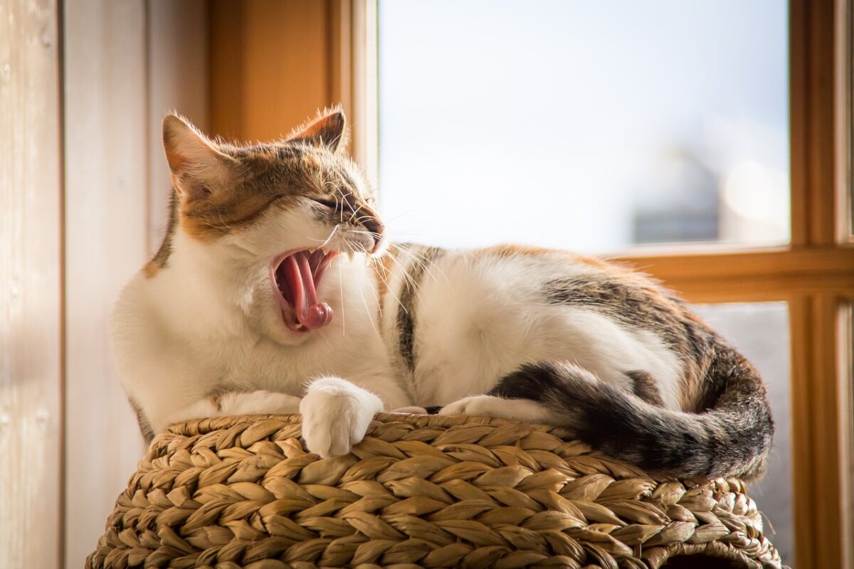 眠そうな様子