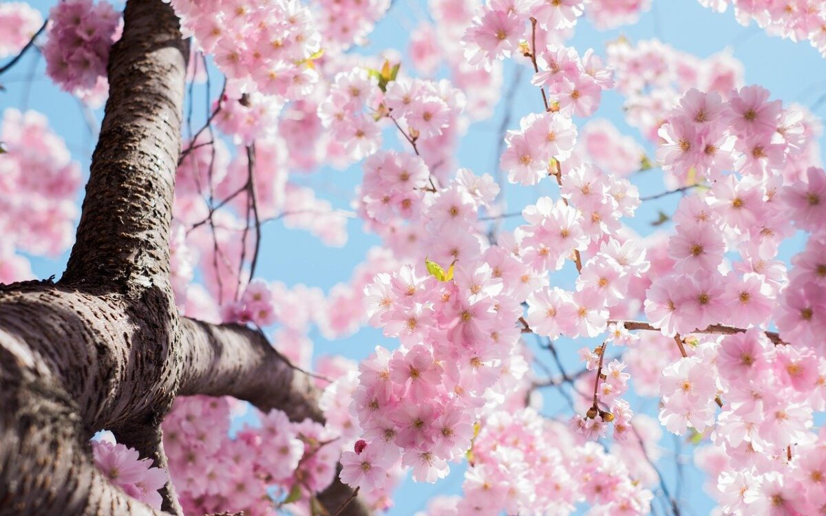 春の桜