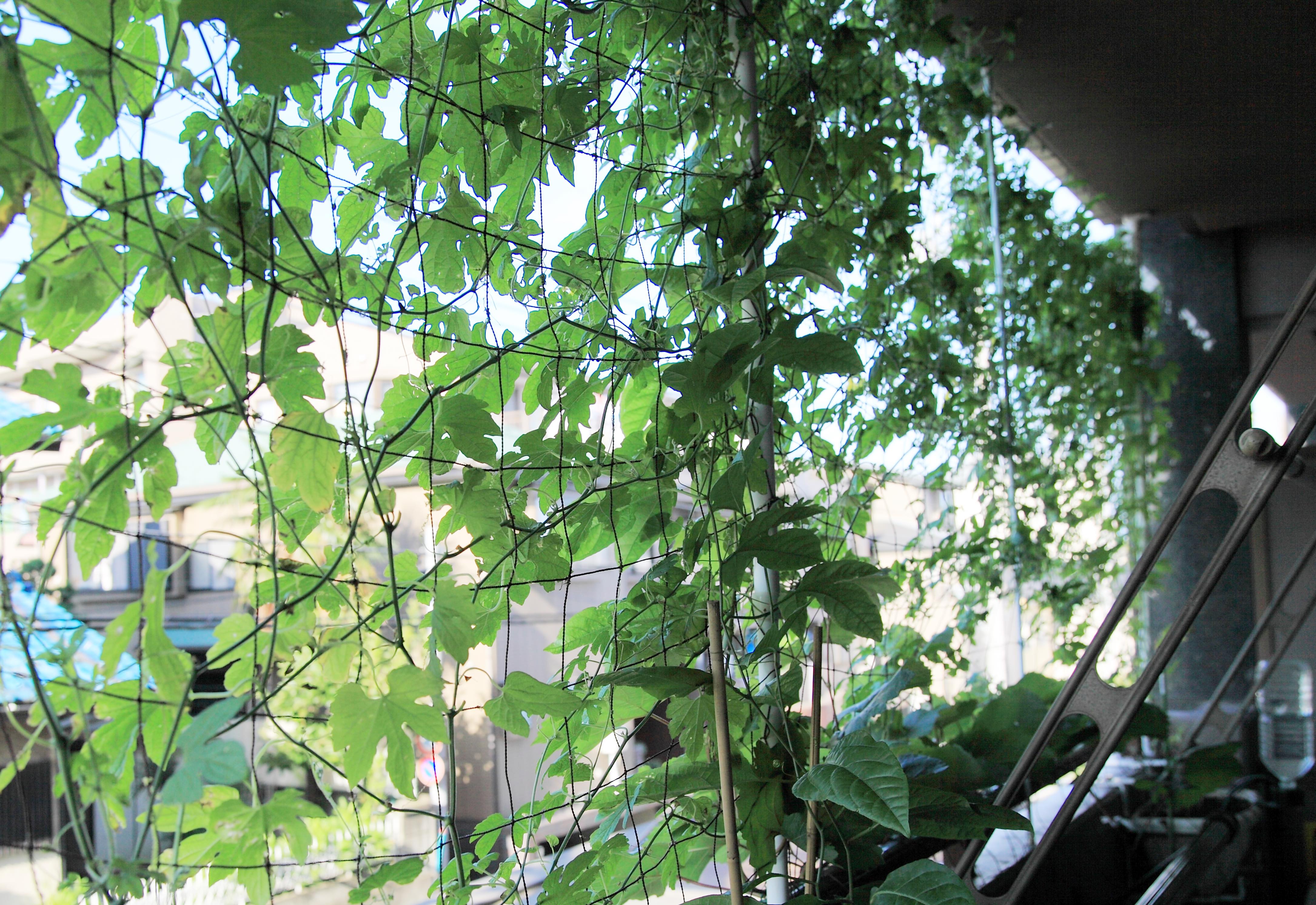 マンションのベランダで出来る 緑のカーテンで夏支度 てまひま手帖 てまひま不動産 西荻窪店