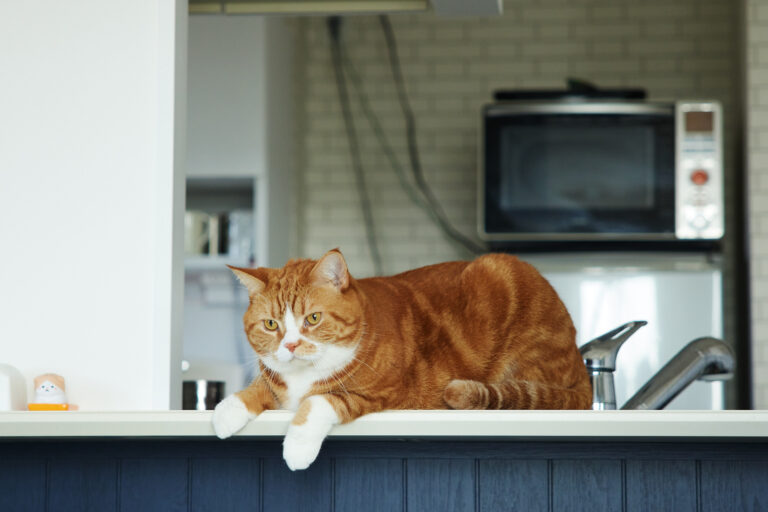 猫ロフトをつくったリノベーション事例