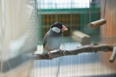 少し恥ずかしがりやの文鳥の函（はこ）ちゃん。温度や湿度に敏感な小鳥のために、ケージは窓が多く日当たりや風通しが良いリビングに設置。放鳥の時間はおふたりの肩に乗って遊んでいるそう。