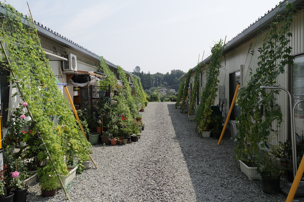 仮設住宅×緑のカーテンプロジェクト