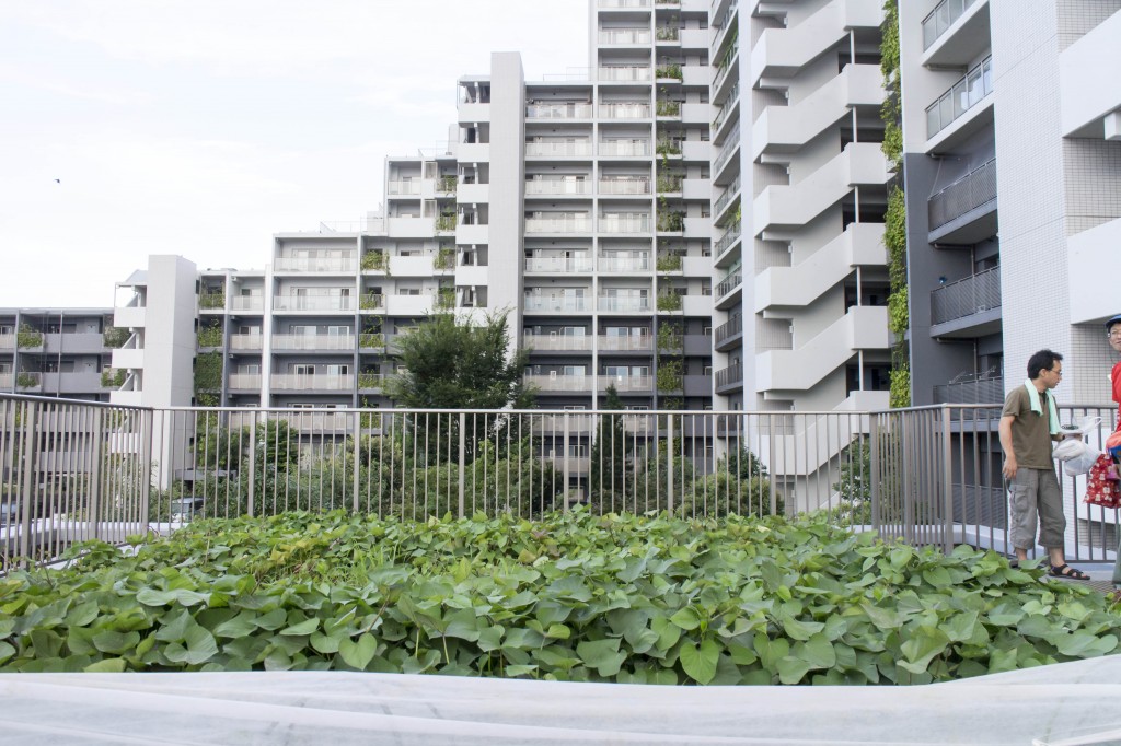 夏の屋上農園