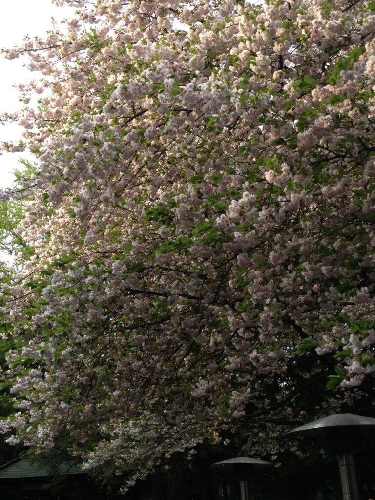 満開の八重桜